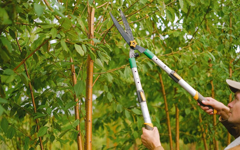 Tree trimming in Wilsonville, IL