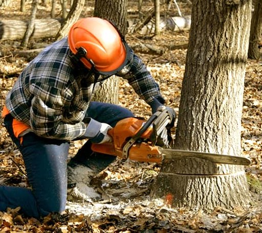 Tree Removal in Wilsonville, IL